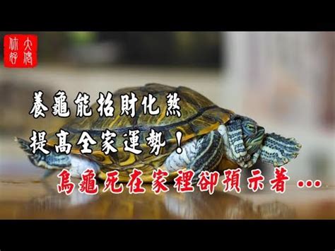 烏龜象徵|【烏龜象徵意義】揭秘烏龜的象徵意義：從寓意到古老。